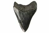 Serrated, Fossil Megalodon Tooth #125339-2